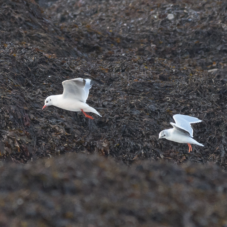 Little gull and Black-headed gull for size comparison